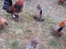 Shiten pulat me knus urgjent