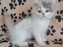 Mac Persiane