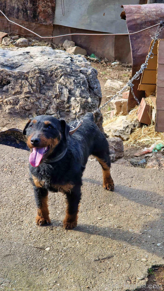 Terrjer