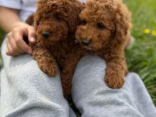 Poodle Toy Red