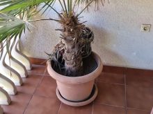 Shes 150 euro