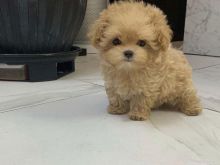 toy poodle +13055042855