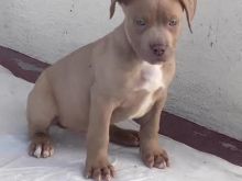 Pitbull blue nose oferte