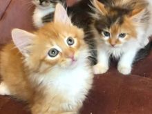 Kotele turkish angora