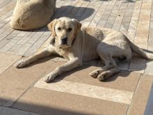 Jepet per adoptim(falas) labrador mashkull