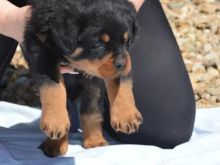 Rottwailer