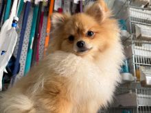 Pomeranian