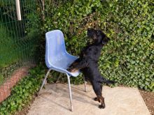 Qen Terrier