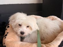 qen maltese 4 muajsh