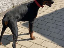 Doberman