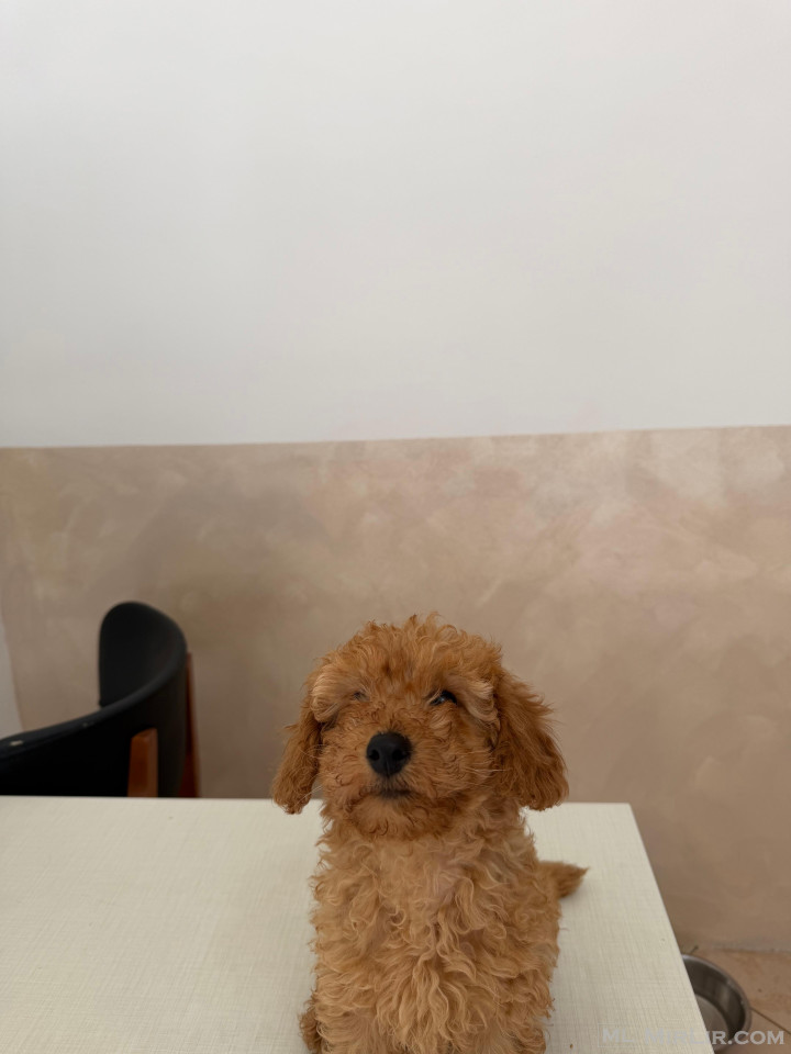 mini toy poodle