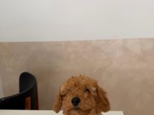 mini toy poodle