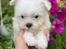 Mini Maltez🐶❄️🌺