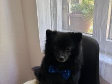 Ofroj pomeranian mashkull per ciftim