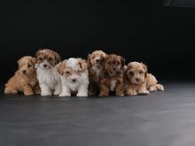 Havanese Bichon këlyshë të bukur