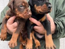 Qen Doberman