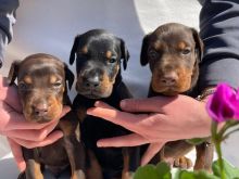 Doberman Rrace e paster