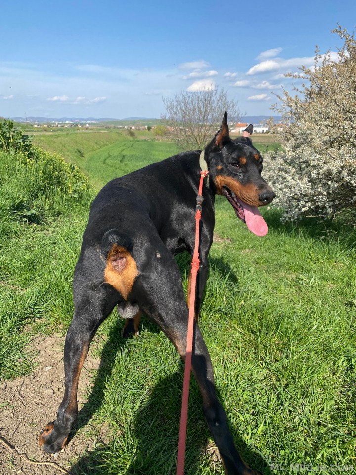 Doberman