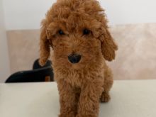 mini toy reed poodle