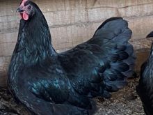 Zogj Zoj Pula Newhamshire dhe Australorp