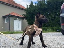 Belgian Malinois