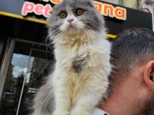 Scottish fold ne shitje