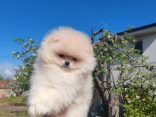 Pomeranian boo  Oferte