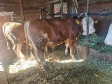 Shiten 4 bika mbi 400 kg sms nuk kthej