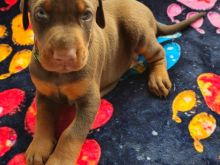 Doberman tirane
