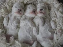 Bichon Frise