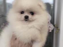 Pomeranian boo