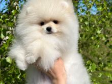 Pomeranian boo Tirane