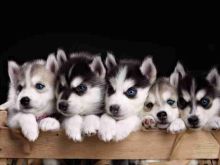 Shesim Husky