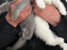 British shorthair 100%