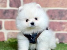 Pomeranian boo