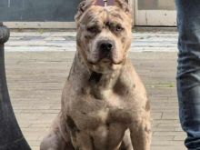 Shiten kelysh pitbull merle