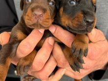 Shitet doberman