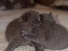 Shiten British shorthair