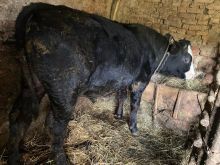 Shitet Viqi  bio !cmimi me marrveshje!