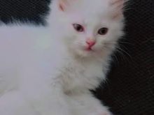 Mace kotele turkish angora