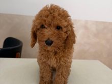 mini toy red poodle