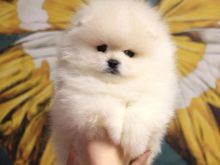Qen Pomeranian boo