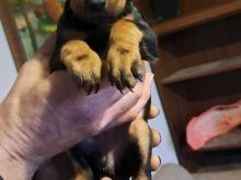 Doberman tirane
