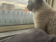Mace British Shorthair