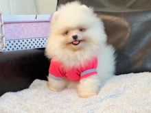 Pomeranian boo