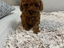 Toy Poodle