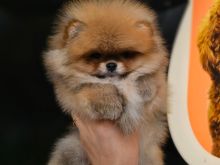 Pomeranian Boo