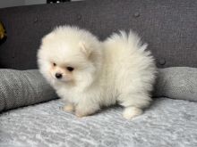 Pomeranian boo