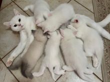🐾 Shiten kotele British Shorthair racë e pastër 🐾