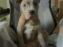 Qen pit bull